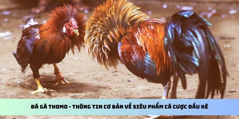 Đá gà Thomo - Thông tin cơ bản về siêu phẩm cá cược đấu kê